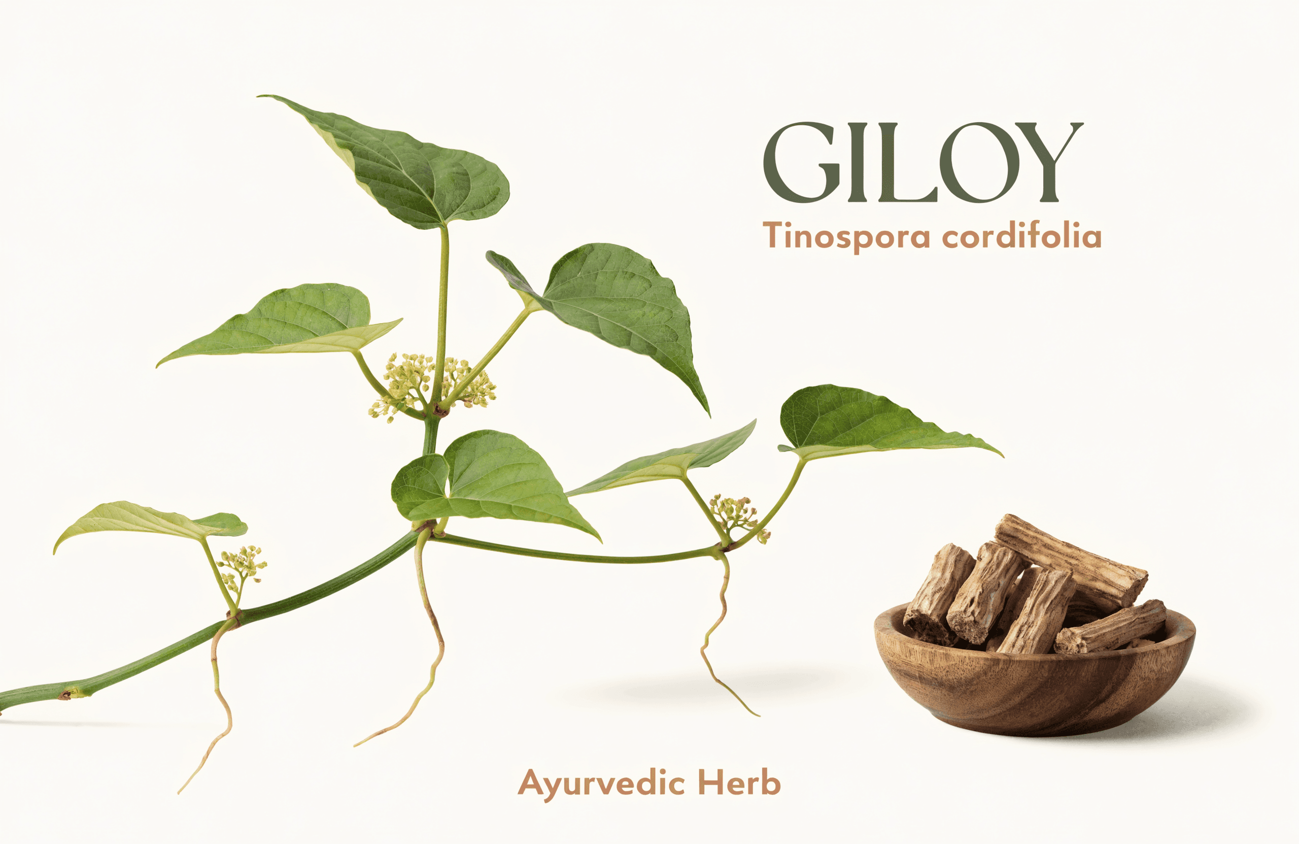 Giloy (Galo)