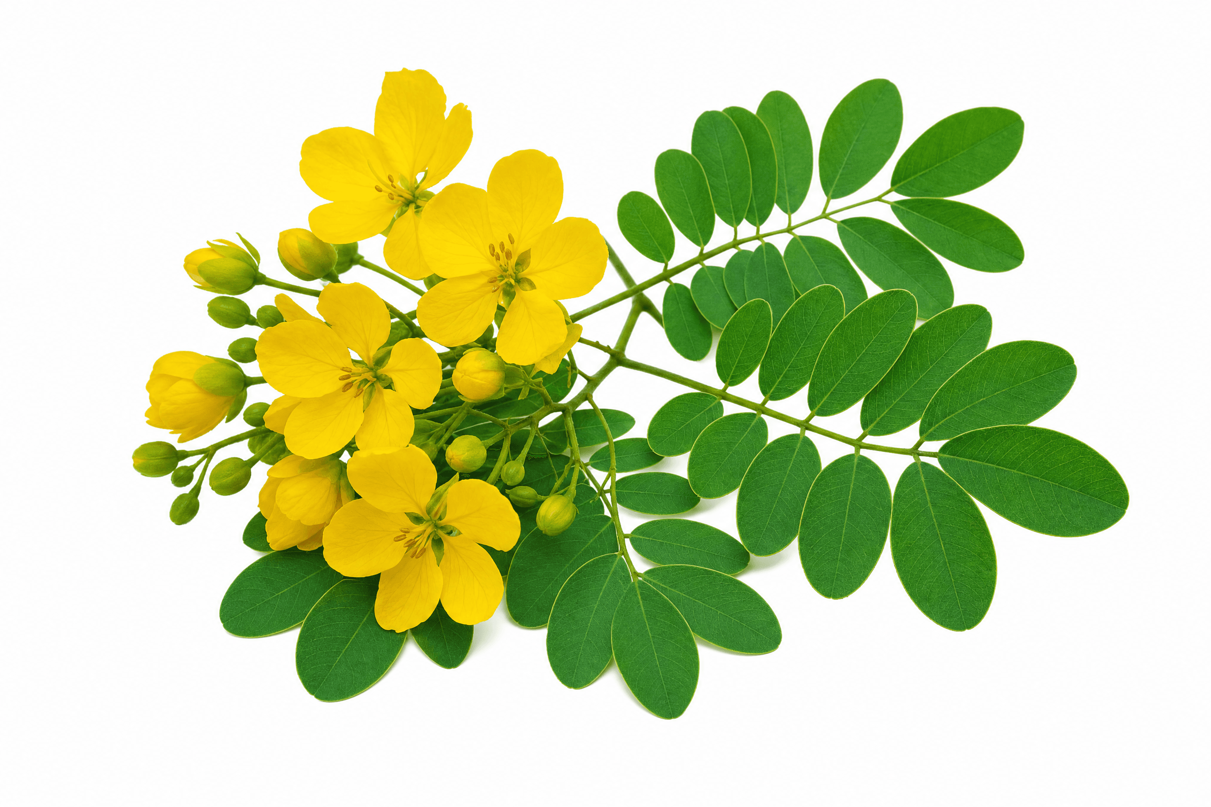 Sonamukhi (Senna Leaves)