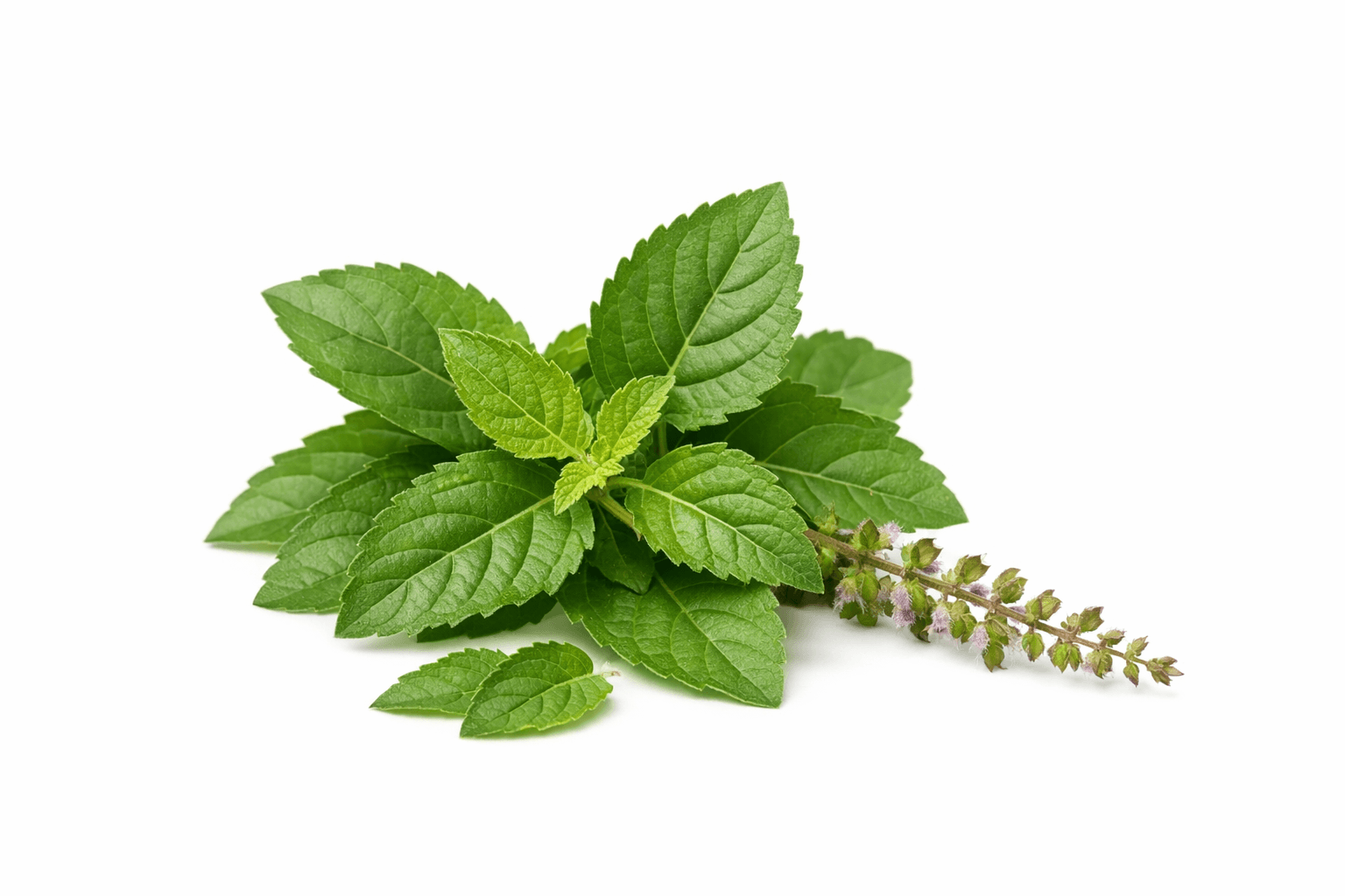 Tulsi Patram